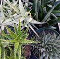 6" Aloe Assortment